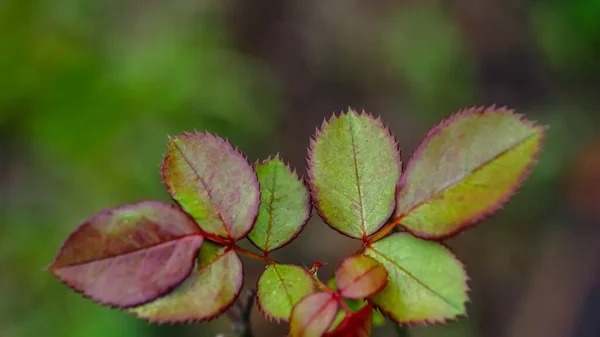 Imagem Abstrata Folhas Verdes Com Padrão Com Fundo Escuro — Fotografia de Stock