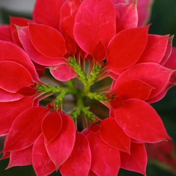 Seçici odak kırmızı yaprakların Makro resmini kapat ve bir kalıp oluştur