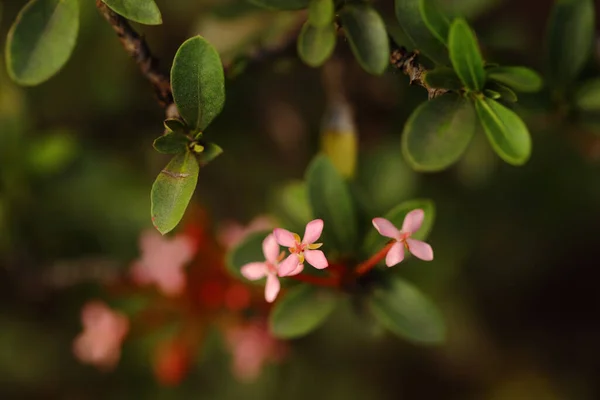 美丽的粉红花朵点缀在宏观上 绿色背景模糊 — 图库照片