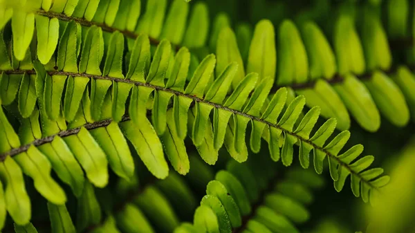 Selektiv Fokusmakro Abstrakt Bild Ormbunksblad — Stockfoto