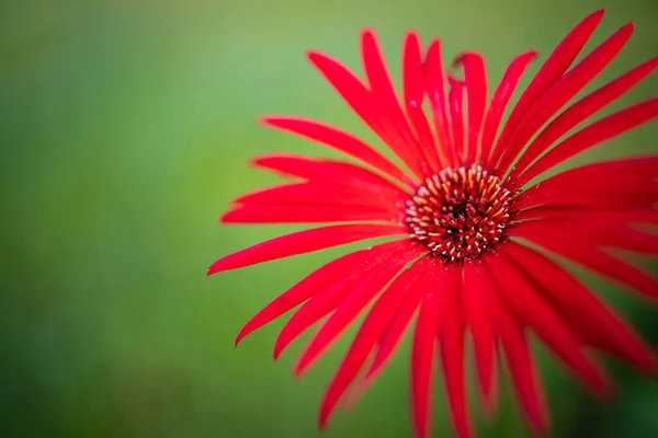 Czerwony Gerbera Kwiat Pełnym Rozkwicie Zielonym Tle Puste Miejsce Górze — Zdjęcie stockowe