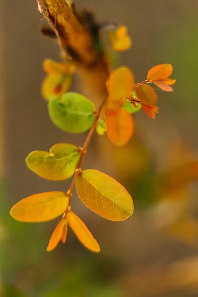 分枝上黄绿色叶子的一种选择性聚焦宏观抽象图像 — 图库照片