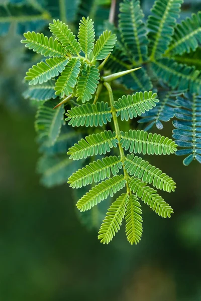 Ett Gäng Gröna Blad Med Ett Mönster Och Suddig Bakgrund — Stockfoto