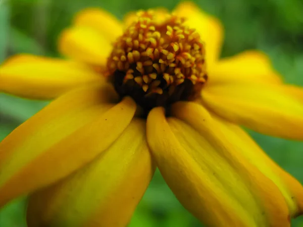 Selektywny Ostrość Makro Wizerunek Żółty Kwiat Bler Zielonym Tle — Zdjęcie stockowe
