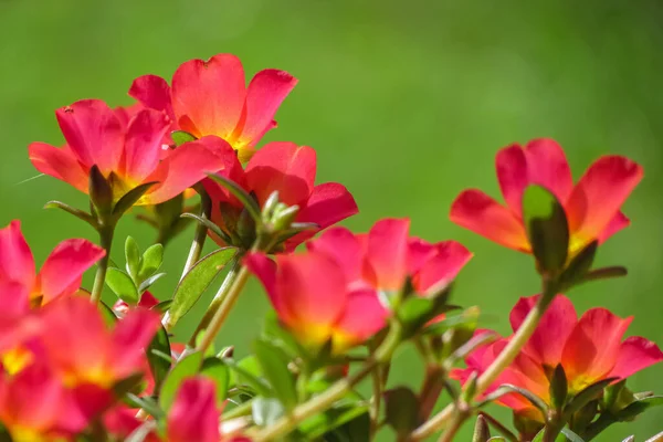 美丽的红色花朵 一束束在阳光下 绿色模糊的背景 — 图库照片