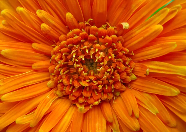 Makro Obraz Okvětních Lístků Oranžového Květu Jasném Světle — Stock fotografie