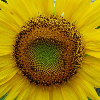 Güzel desenli ve sarı yapraklı bir ayçiçeğinin seçici odak noktası.