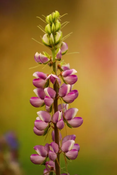 Primo Piano Macro Immagine Gambo Fiore Con Colori Vivaci Sfondo — Foto Stock