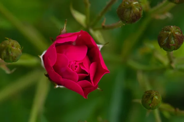 Ett Selektivt Fokus Makro Bild Röd Ros Knopp Halv Öppnas — Stockfoto