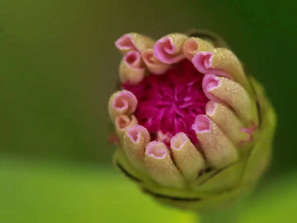 Une Macro Image Rapprochée Cordon Fleurs Zinnia Sur Point Fleurir — Photo