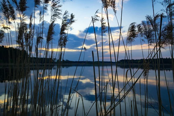 Sunset Lake Reed Foreground — Stock Photo, Image