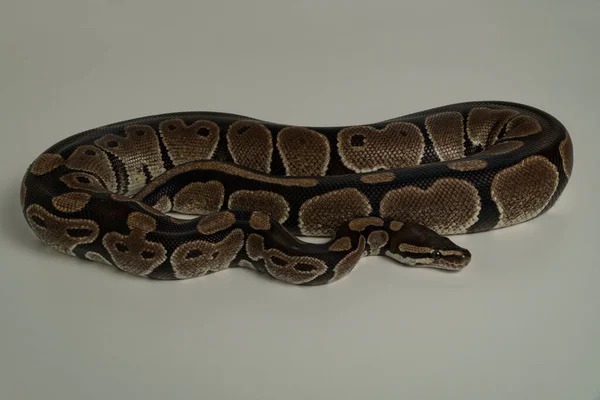 Royal Python Serpente Fundo Branco — Fotografia de Stock