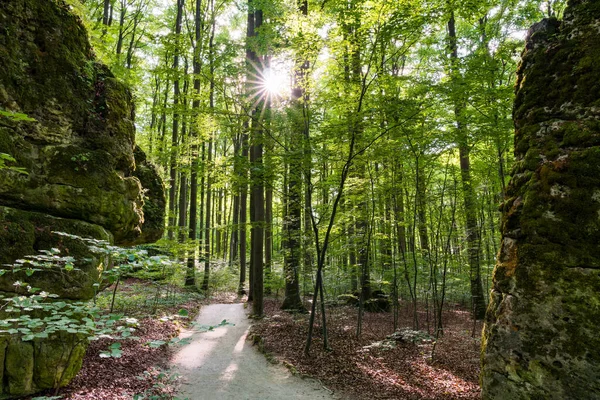 Sol Brilhando Através Árvores Suíça Francónia Dia Verão — Fotografia de Stock