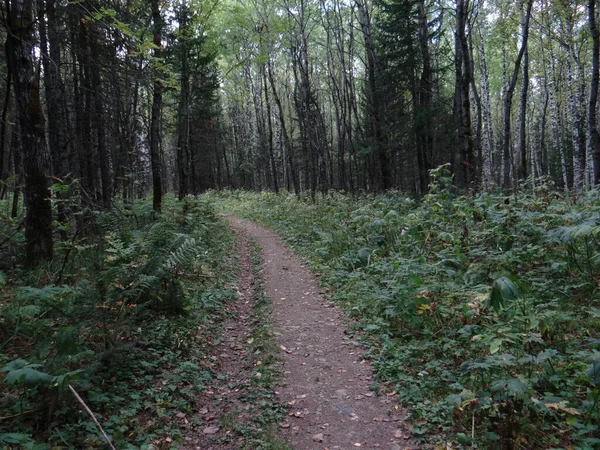 dark path in the wild forest