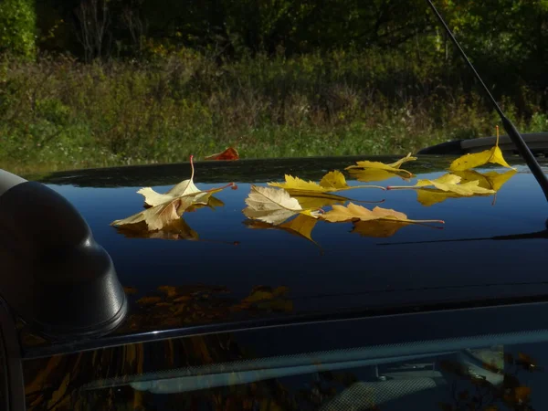 Yellow leaves on the roof of the car