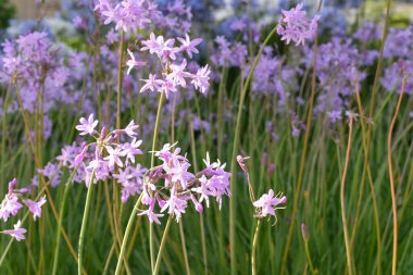 Küçük pembe çiçekler, çalılık güneş ışığı ve gölgeli yeşil yapraklar.