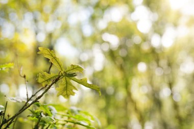 Belelle Nehri, A Capela, Galiçya 'da meşe ağacı filizlenip bulanık orman fotokopi alanı oluşturur.