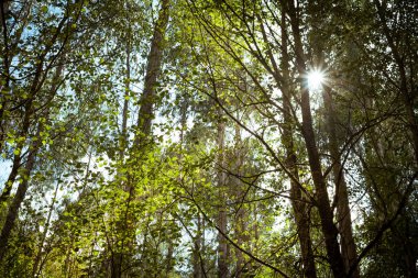 Göçebe şehvetli güneş parlıyor ağaçların arasından ve yaprakların arasında Belelle nehrinde, A Capela, Galiçya 'da ormana doğru