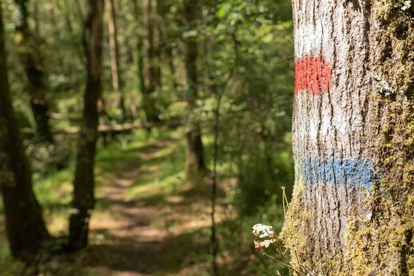 Grand Route Painted Sign Tree Footpath Way Belelle River Capela — Stock Photo, Image