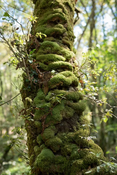 Moss (Bryophyta) grows on tree at Belelle river, A Capela, Galicia