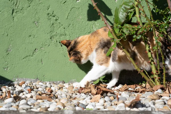 Gato Calico Cerca Rosal Jardín Con Pared Verde Mascota Doméstica —  Fotos de Stock