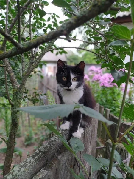 庭の猫が柵の上に — ストック写真