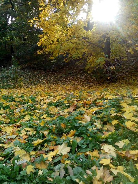 Autunno Erba Verde Foglie Gialle Passi — Foto Stock