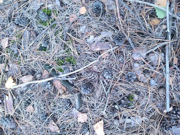 photo of forest land under the needles, perfect for screensaver