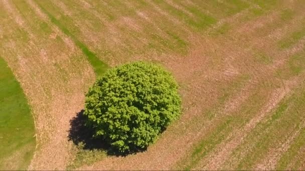 Círculo em torno de uma árvore com um drone — Vídeo de Stock