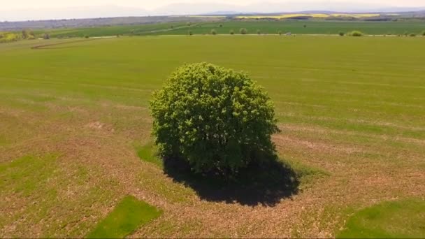 Cirkla runt ett träd med en drönare — Stockvideo