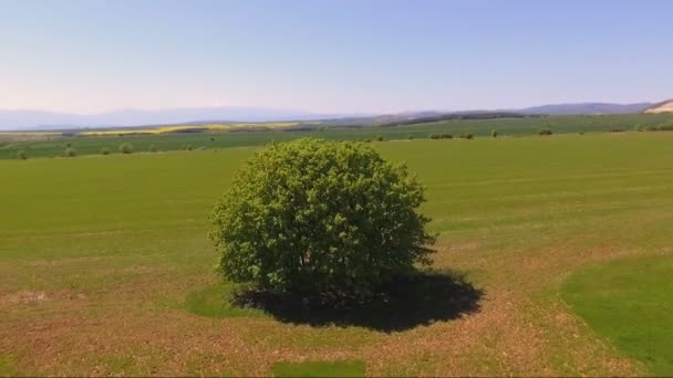 Cirkel rond een boom met een drone — Stockvideo