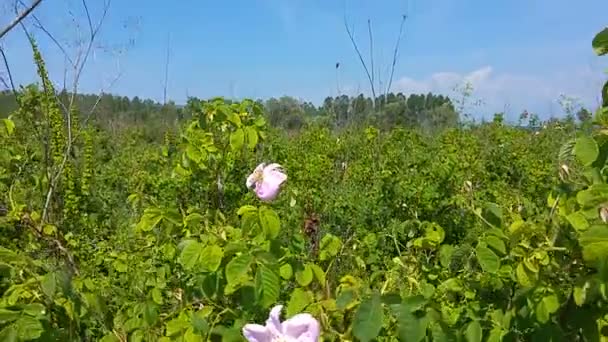 Luftaufnahme Einer Rosa Rosensträucher Voller Blühender Blumenbeete — Stockvideo