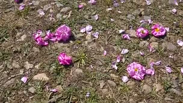 缓慢的运动走在粉红色的玫瑰花瓣奠定在草地上 — 图库视频影像