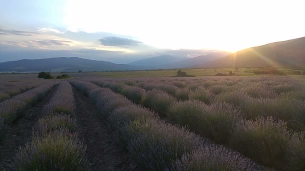 Atardecer Lapso Tiempo Los Interminables Campos Lavanda Bulgaria — Vídeo de stock