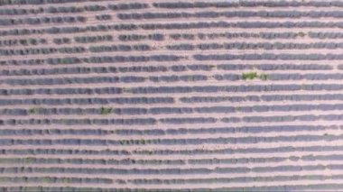 Drone uçuş sonsuz lavanta alanları Bulgaristan üzerinden.