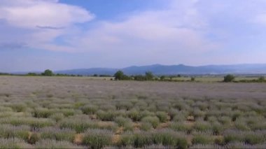 Drone uçuş sonsuz lavanta alanları Bulgaristan üzerinden.