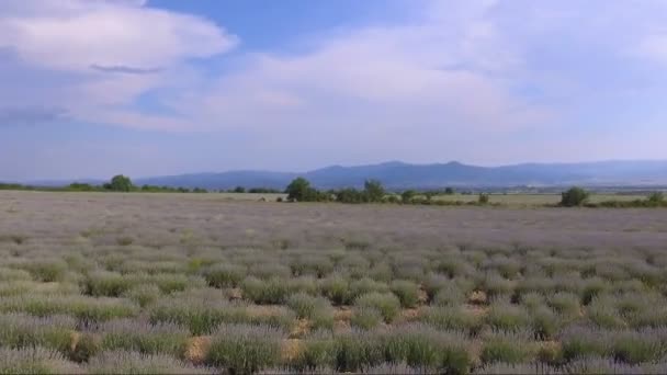 ブルガリアの無限のラベンダー畑に無人飛行 — ストック動画