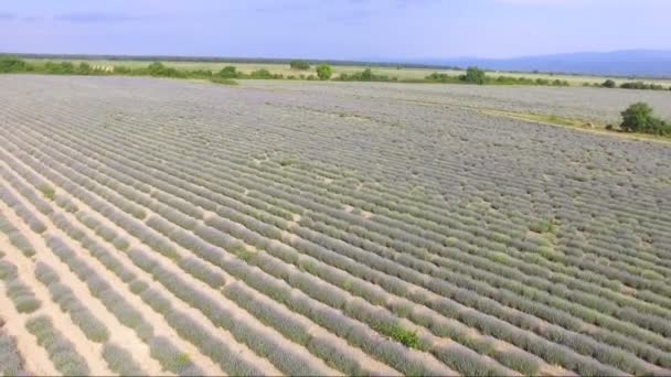 在保加利亚无尽的薰衣草场上空飞行 — 图库视频影像