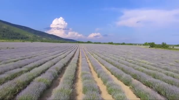 Drony Letu Nad Nekonečnou Levandulovými Poli Bulharsku — Stock video