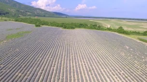 Vuelo Drones Sobre Los Interminables Campos Lavanda Bulgaria — Vídeos de Stock