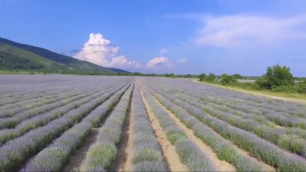 Vuelo Drones Sobre Los Interminables Campos Lavanda Bulgaria — Vídeos de Stock