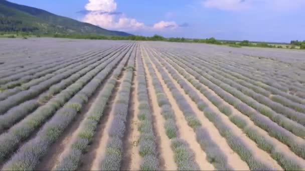 在保加利亚无尽的薰衣草场上空飞行 — 图库视频影像