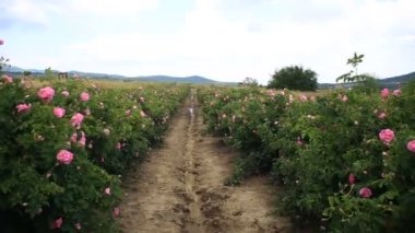 Güzel bir gül bahçesinde yürüyüş