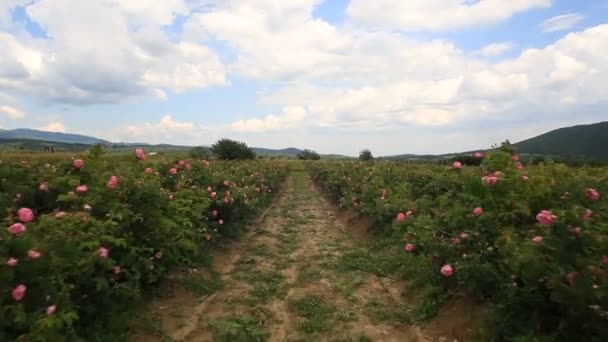 Wandern in einem schönen Rosengarten — Stockvideo