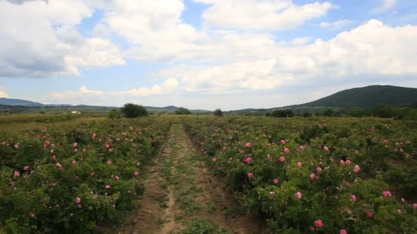 Beautiful view of the rose valley in Bulgaria — Stock Video