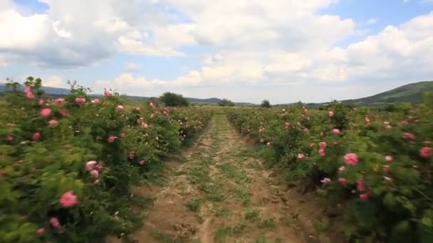 Caminando en un hermoso jardín de rosas — Vídeo de stock