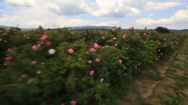 Wandern in einem schönen Rosengarten — Stockvideo