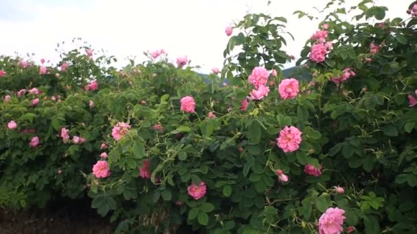 Прогулка в красивом розовом саду — стоковое видео