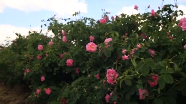 Pink rose damascena close up — Stock Video