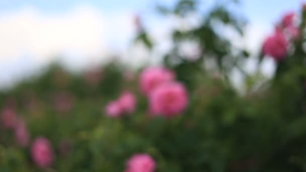 Rosa rosa damascena close up — Vídeo de Stock